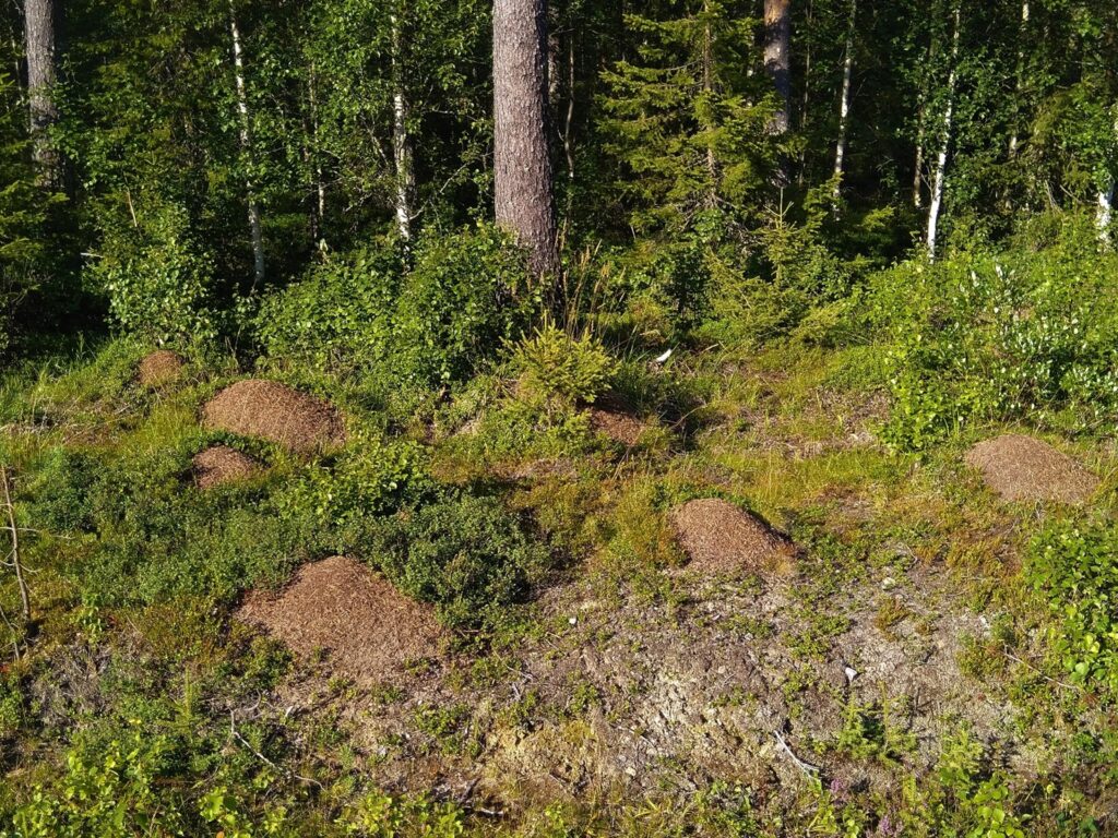 Pieniä muurahaisten kekoja metsän reunassa. 